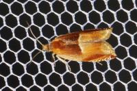 Ancylis mitterbacheriana
