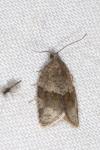 Syndemis musculana