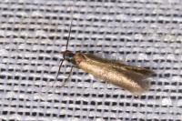 Coptotriche angusticollella