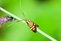Nemophora degeerella