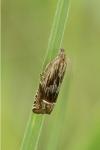 Eucosma aspidiscana