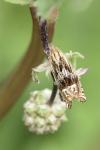 Eucosma aspidiscana