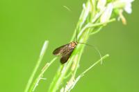 Cauchas rufimitrella