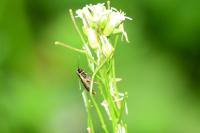 Cauchas rufimitrella