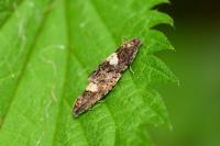 Epiblema sticticana