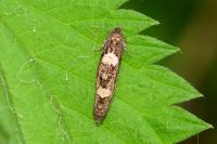 Epiblema sticticana