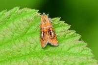 Olethreutes arcuella