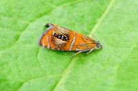 Olethreutes arcuella