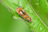 Olethreutes arcuella