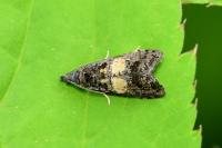 Endothenia nigricostana