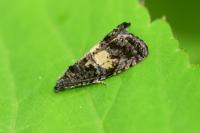 Endothenia nigricostana