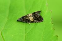 Endothenia nigricostana
