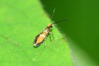Micropterix aruncella