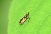 Micropterix aruncella