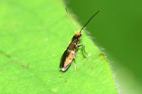 Micropterix aruncella