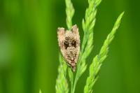 Celypha lacunana