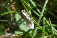 Elachista argentella