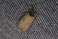 Agonopterix subpropinquella