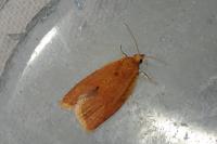 Clepsis consimilana