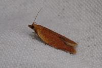 Clepsis consimilana