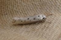 Ethmia terminella