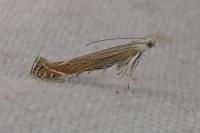 Isophrictis