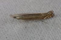 Isophrictis
