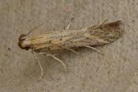 Metzneria metzneriella