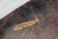 Pyroderces argyrogrammos