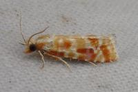 Rhyacionia buoliana