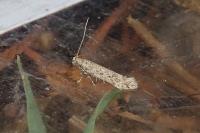 Scrobipalpa