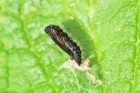 Capperia fusca