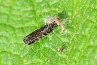 Capperia fusca