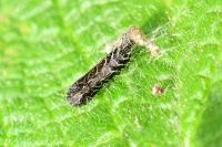 Capperia fusca