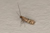 Tenaga nigripunctella
