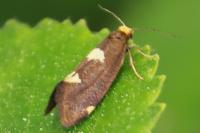 Incurvaria oehlmanniella