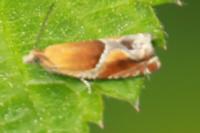 Ancylis obtusana