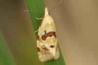 Aethes cnicana/rubigana