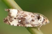 Endothenia