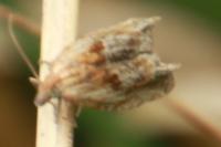 Eucosma gr. cana