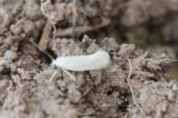 Elachista argentella