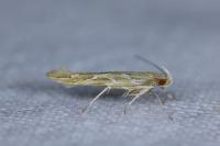 Pyroderces argyrogrammos