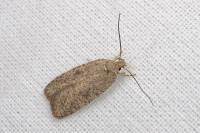 Agonopterix subpropinquella