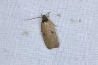 Agonopterix subpropinquella