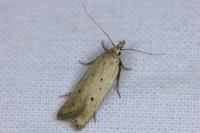 Nothris verbascella