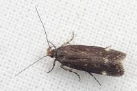 Aroga velocella