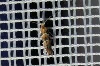 Phyllonorycter