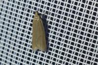 Acompsia cinerella