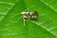 Argyresthia spinosella