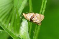 Phalonidia manniana